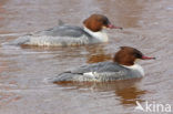 Grote Zaagbek (Mergus merganser)