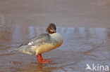 Grote Zaagbek (Mergus merganser)