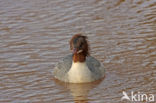 Grote Zaagbek (Mergus merganser)