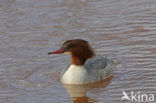 Grote Zaagbek (Mergus merganser)