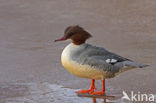 Grote Zaagbek (Mergus merganser)