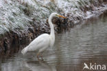 Grote Zilverreiger (Ardea alba)