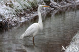 Grote Zilverreiger (Ardea alba)