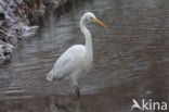 Grote Zilverreiger (Ardea alba)