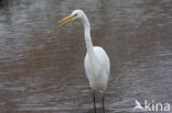 Grote Zilverreiger (Ardea alba)