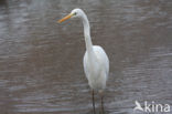 Grote Zilverreiger (Ardea alba)