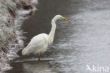 Grote Zilverreiger (Ardea alba)