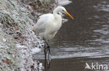 Grote Zilverreiger (Ardea alba)