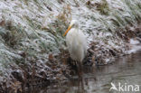 Grote Zilverreiger (Ardea alba)