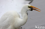 Grote Zilverreiger (Ardea alba)