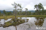 Grove den (Pinus sylvestris)