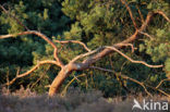 Scots Pine (Pinus sylvestris)