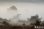 Grove den (Pinus sylvestris)