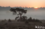 Scots Pine (Pinus sylvestris)