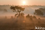 Grove den (Pinus sylvestris)