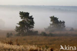 Grove den (Pinus sylvestris)