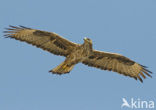 Bonelli’s Eagle (Hieraeetus fasciatus)