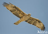 Bonelli’s Eagle (Hieraeetus fasciatus)