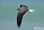 Hemprichs Meeuw (Larus hemprichii)