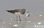 Hemprichs Meeuw (Larus hemprichii)