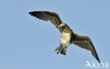 Hemprichs Meeuw (Larus hemprichii)