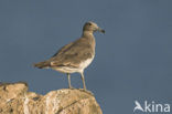 Hemprichs Meeuw (Larus hemprichii)