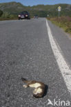 Stoat (Mustela erminea)