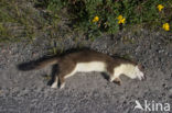 Stoat (Mustela erminea)