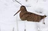 Eurasian Woodcock (Scolopax rusticola)