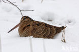 Eurasian Woodcock (Scolopax rusticola)