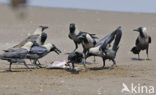 House Crow (Corvus splendens)