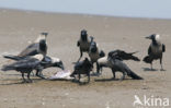 Huiskraai (Corvus splendens)