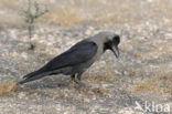 Huiskraai (Corvus splendens)
