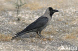 Huiskraai (Corvus splendens)