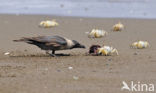 House Crow (Corvus splendens)