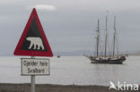 Polar bear (Ursus maritimus) 