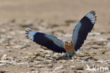 Indian roller (Coracias benghalensis)