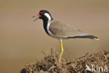 Indische kievit (Vanellus indicus)