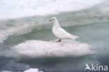 Ivory Gull (Pagophila eburnea) 