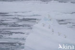 Ivory Gull (Pagophila eburnea) 