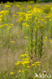 Jacobskruiskruid (Jacobaea vulgaris)