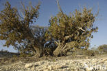 common juniper (Juniperus communis)