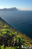 Cape of Good Hope