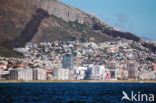 Kaapstad