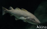 Atlantic Cod (Gadus morhua) 