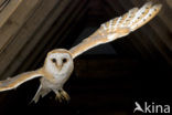 Barn Owl (Tyto alba)