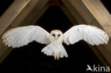 Barn Owl (Tyto alba)