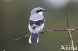 Great Grey Shrike (Lanius excubitor)