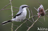 Great Grey Shrike (Lanius excubitor)