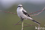 Klapekster (Lanius excubitor) 